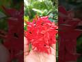 🏵️🏵️#homegarden #youtubeshorts