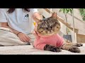 超甘えん坊していた猫が突然、素っ気ない態度になったので後をついて行ってみたら…