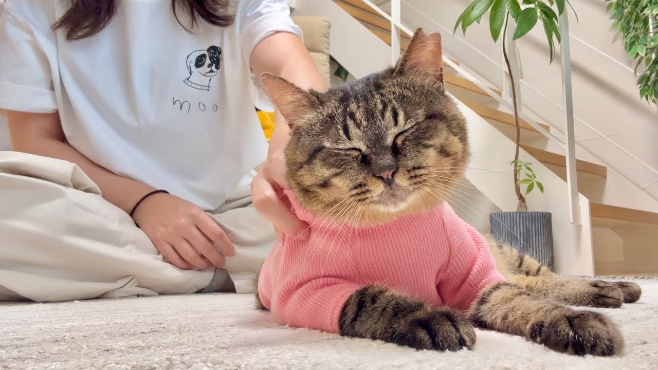 超甘えん坊していた猫が突然、素っ気ない態度になったので後をついて行ってみたら…