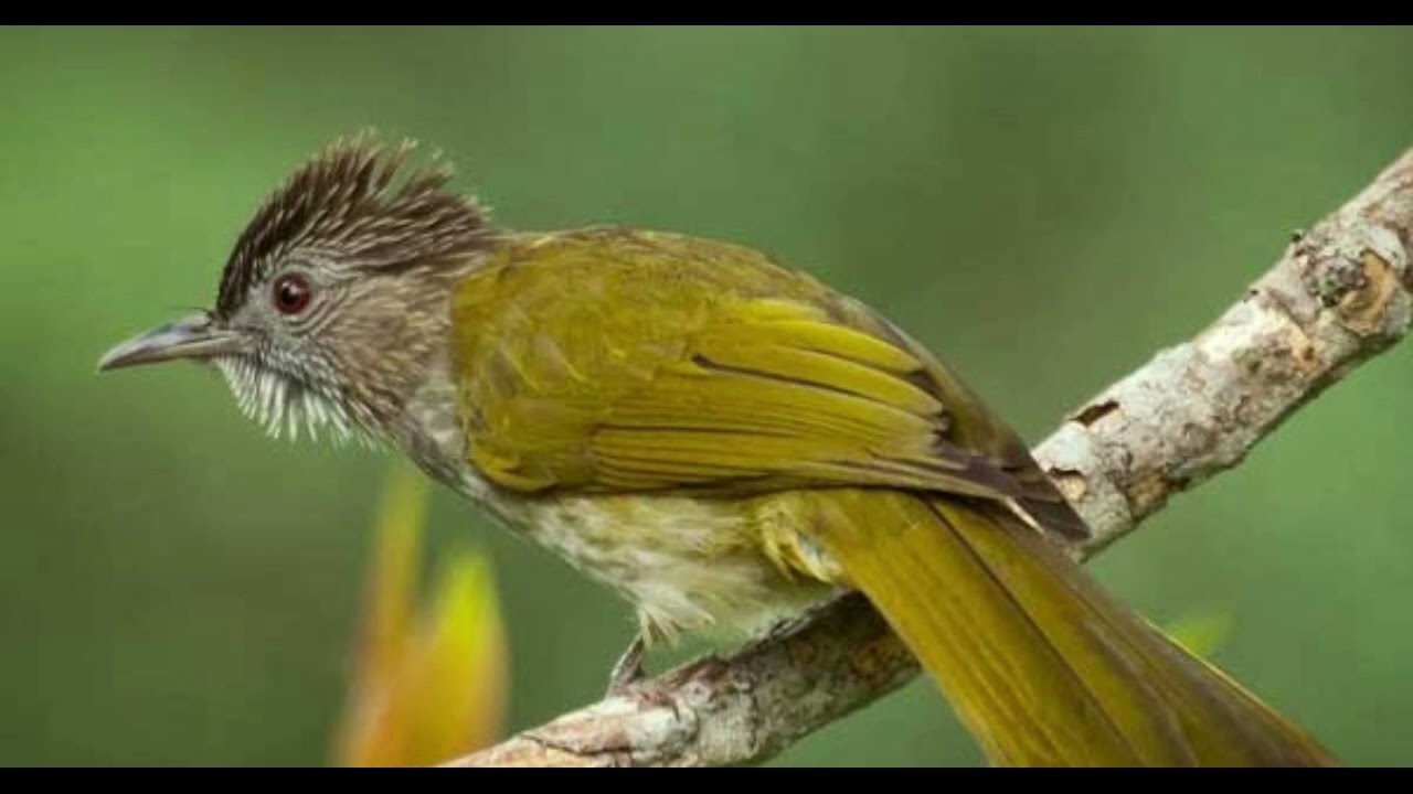 Tiếng chào mào núi chuẩn mồi√~suab dab zoov dib los zoo heev