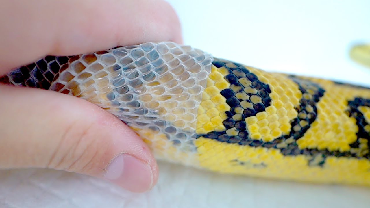 白ヘビの脱皮した皮 Messenger of God] White snake immediately after shedding its