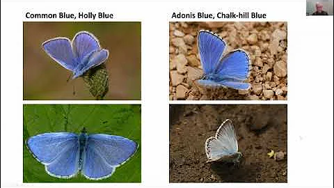 Look a like UK Butterflies by Roger Gibbons