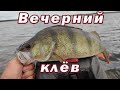 Вот это вечерний КЛЁВ!!!! Можно ездить после работы на пару часов. А улов как за ДЕНЬ!!!