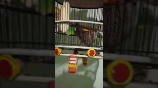 Kantong Semar Pentetan Nyali Joss 