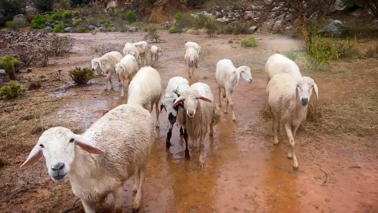 المشي تحت المطر (٣) بني مازن - ابها - السعودية 🇸🇦