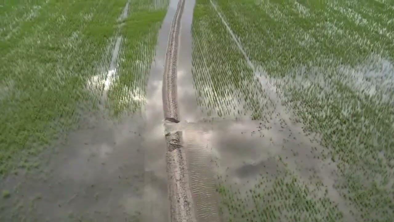 Rice field after rain