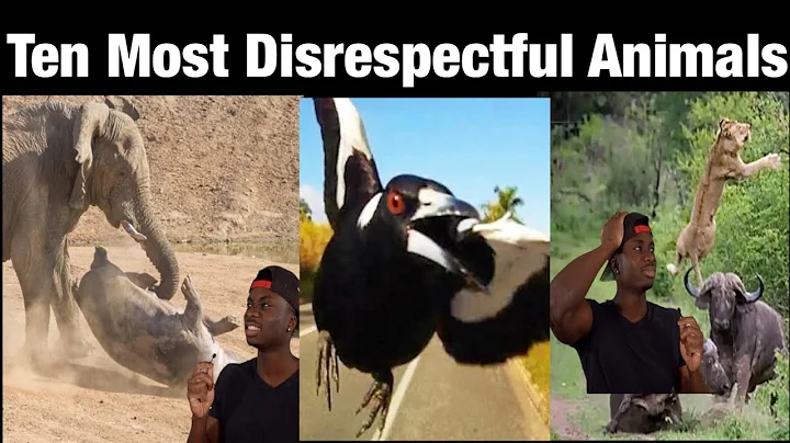 Top 10 Animals with Black Air Force Energy