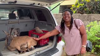First time riding in a car with a goat.(Liberia West Africa)