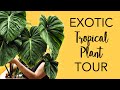 Tropical & Rare Plant Tour & Care Tips | Monsteras, Anthuriums, Philodendrons