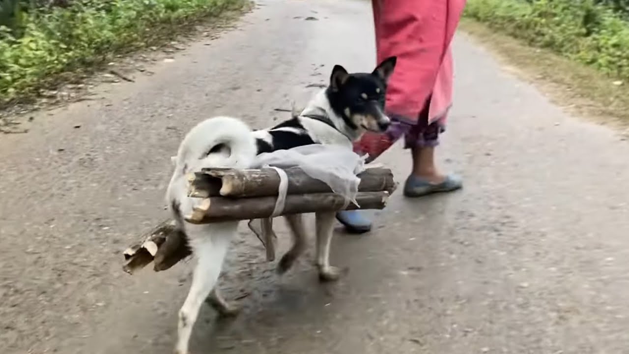 Visit to a No network zone//Yemsing village ( Siang district)