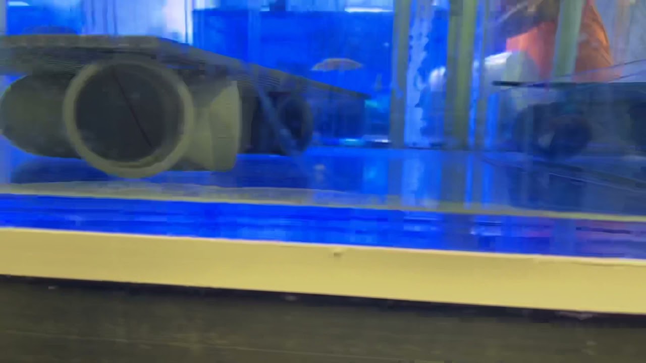 Cirrhilabrus lanceolatus