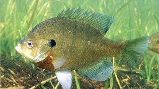 Facts: The Bluegill