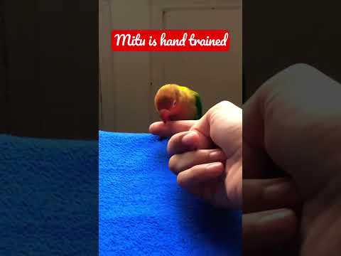 Mitu is hand trained #parrot #playtime #trendingshorts #birds #freinds #sayhi