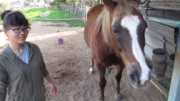 Target train your horse