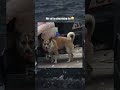 P57 | Đến cái áo cũng không tha😂#viral #funny #haihuoc #shortsvideo