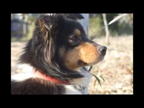 オーストラリアン・シェパード9