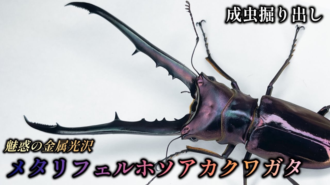 紫系メタリフェルを掘り出ししまくる【クワガタ飼育】