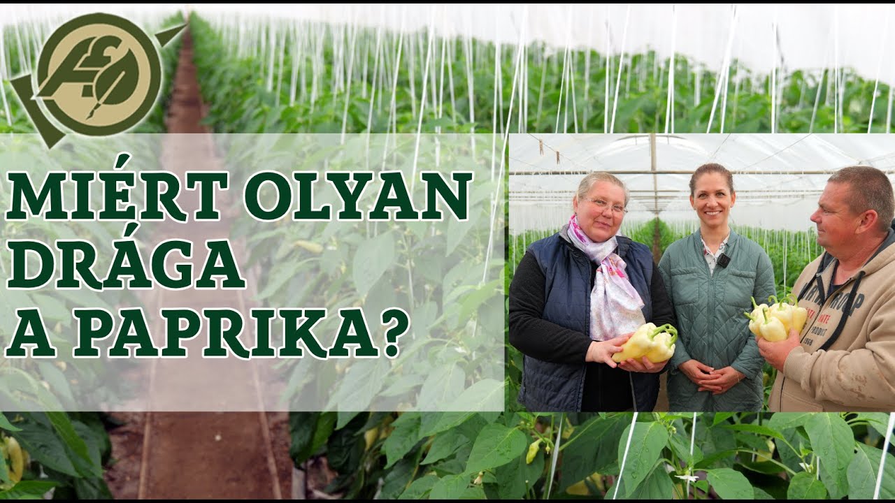 MIÉRT OLYAN DRÁGA A PAPRIKA?