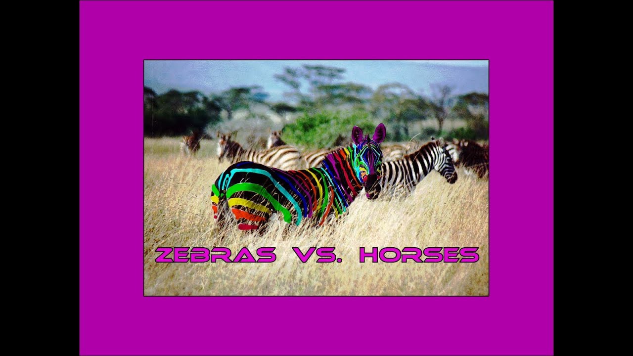 Zebras vs. Horses - YouTube