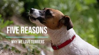 5 Reasons Why We LOVE Terriers | FUNNY DOGS