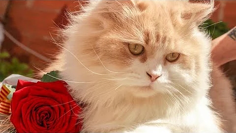 Video 4623701: persian cat meow sound, cute persian cat fighting, persian kitty cute cat, persian cats catlover, fluffy persian cat, catlover catkittens