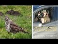 BONUS VIDEO! Photographing Urban Wildlife - Scouting Buzzard Territory