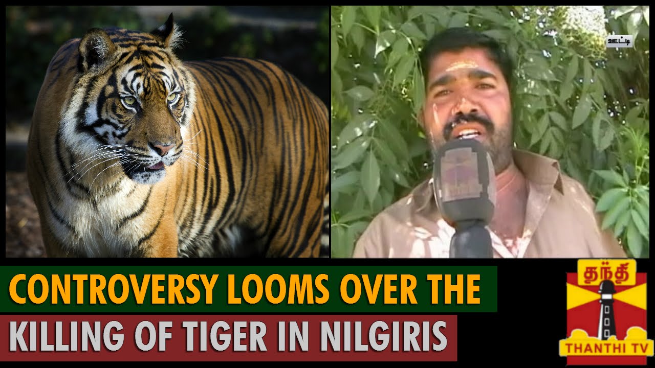 Controversy looms over the killing of Tiger in Nilgiris - Thanthi TV