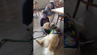 Autism Service Dog Deep Pressure At Restaurant