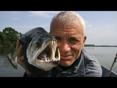 Vidéo: Poisson monstre des profondeurs. Poisson monstre de rivière