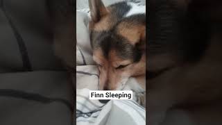 Finn Sleeping