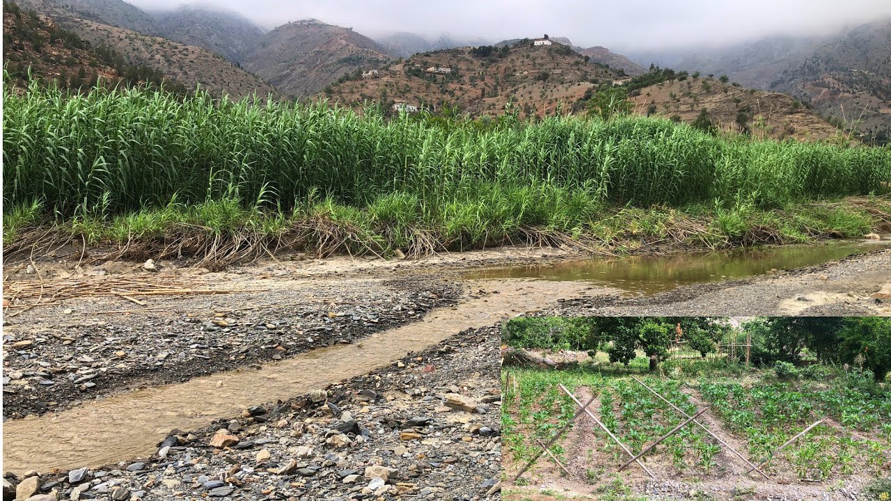 مزرعة واد غيس تغزويت ارغمان وخيرات الله هنا منبع الخضروات... نواحي الحسيمة