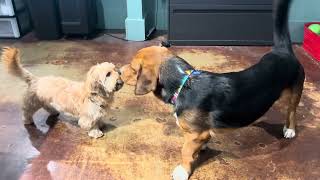 Abraham Gets Along With All