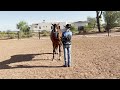Jami Rodriguez & Lazy Butt Perfect, June Summer Series 2024, Class 12: Showmanship Open