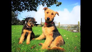 Airedale Terriers - The Dogs With The Waggiest Tails