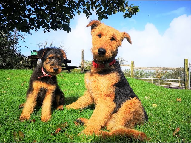 Airedale Terriers - The Dogs With The Waggiest Tails