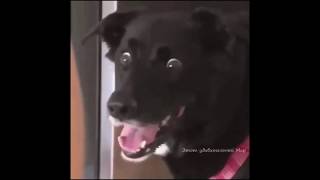 Юмор! От такого собака в шоке 😁😁😁 Юмор! От такого собака в шоке 😁😁😁