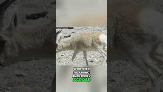 Antelope Survival: Cold Climate Adaptation &amp; Movement Strategies #wildlife #biology #animals