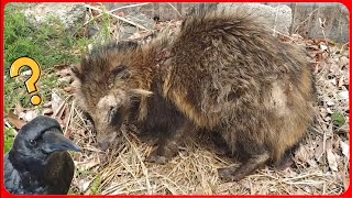 【家にやってきた生物】はじめは猫だと思ったのですが近付いてみると…。20260412、カラス＆四つ足クインテット（仮）