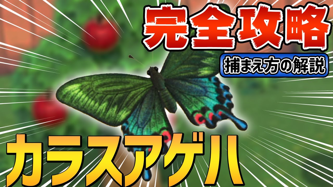 あつ森 カラスアゲハの出現条件 捕まえ方のコツ徹底解説 図鑑付き Youtube