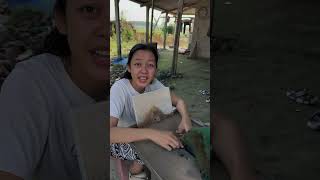 Belah anggur Sulaiman