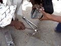 typical indian horse shoe