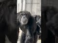 Vanilla the #chimp sees the #sky for the first time