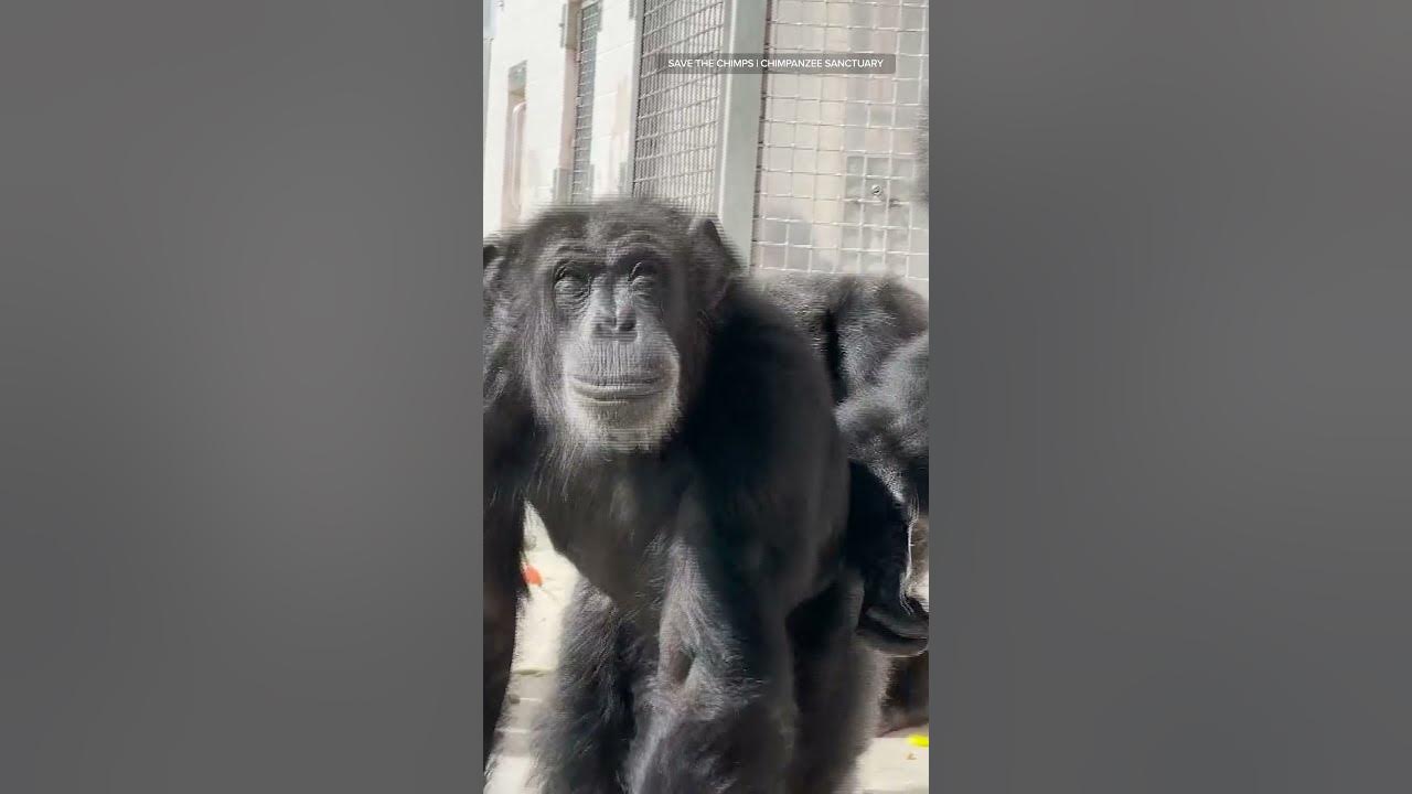 Vanilla the #chimp sees the #sky for the first time - YouTube
