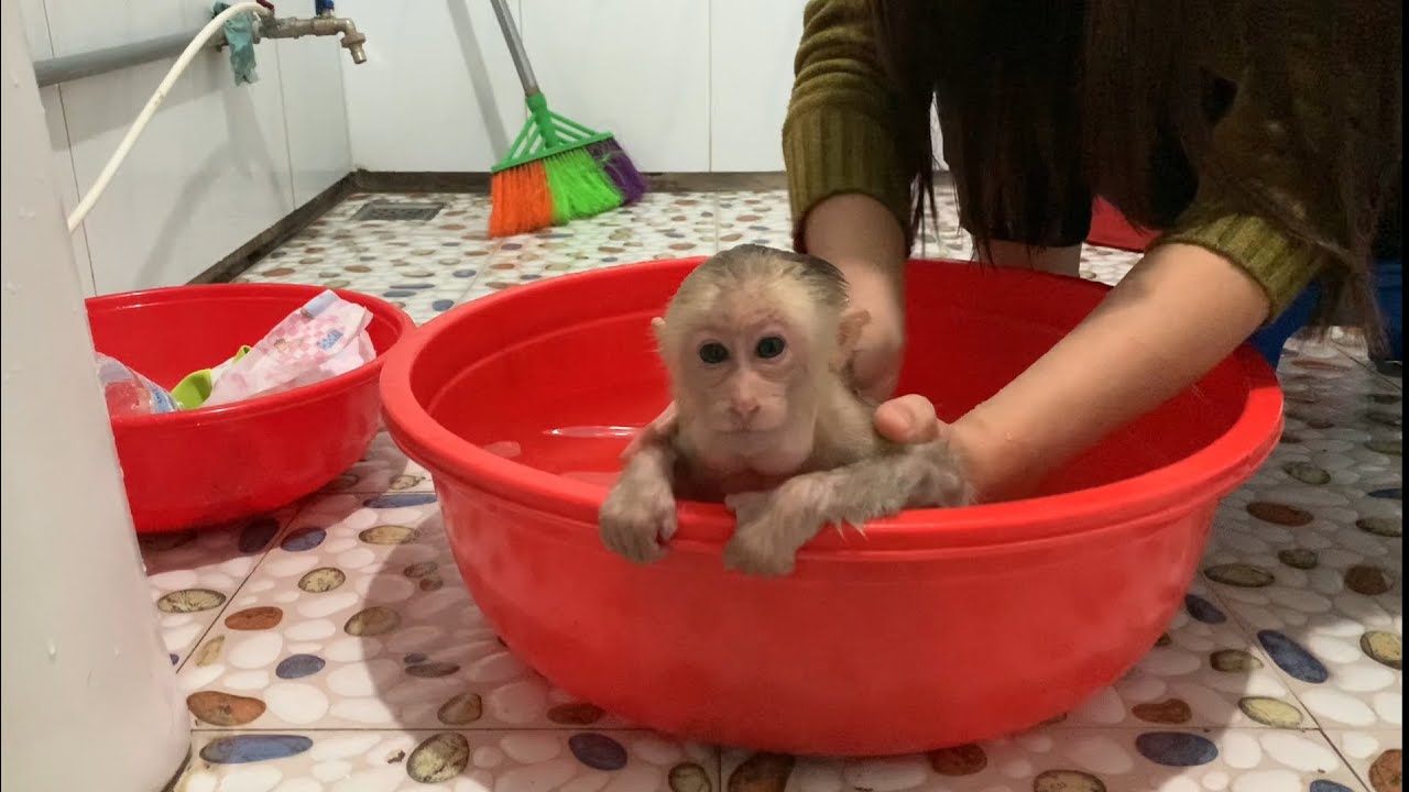 Monkey Lia ran away and her mother had to go looki - YouTube
