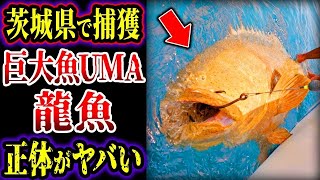 【ゆっくり解説】日本の巨大魚UMA「龍魚」を茨城県で捕獲   !  ヤバい正体が判明   日本に実在する未確認生物集【総集編】