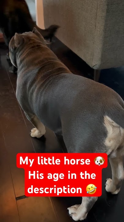 My Dog Acts Like A Horse shorts dogshorts funny music horse my-dog-acts-like-a-horse-shorts-dogshorts-funny-music-horse