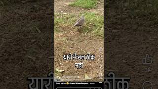 #youtube #lifeisbutadream #cow #video #song #viralvideo #funny #ihavethisthingwithplants #india