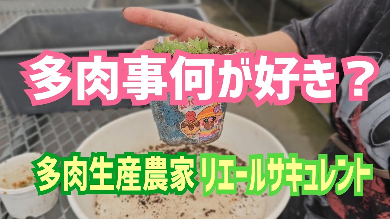 Succulents] What's Your Favorite Succulent Task? September 23