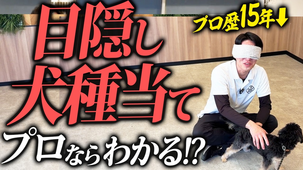 犬種の特徴と個体差をどう見る?見た目・性格・暮らし方の完全ガイドを動画で見る