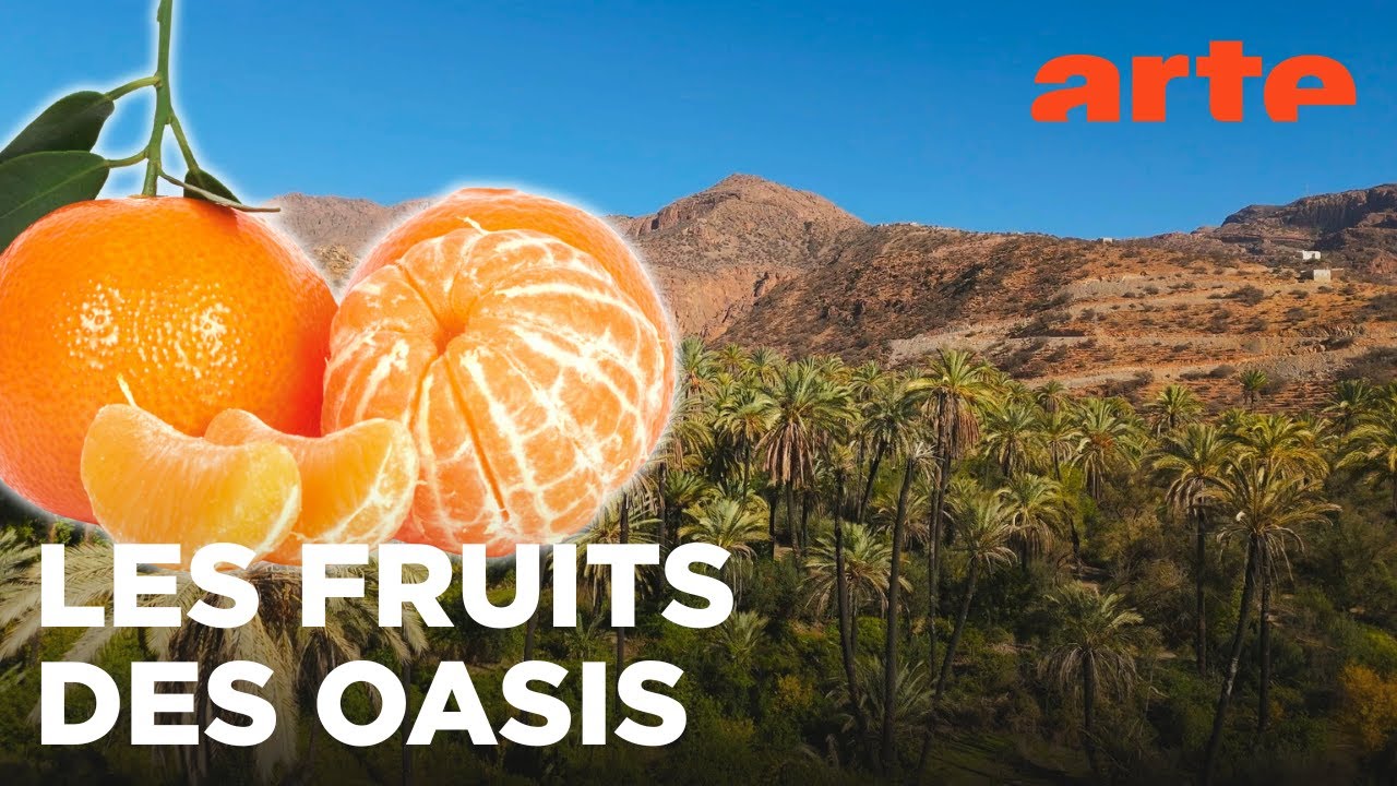 Les mandarines colorées du Maroc | Un monde d'agrumes | ARTE Évasion